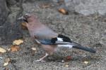 Eurasian jay