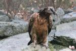 Bearded vulture