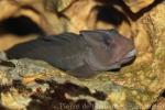 Freshwater blenny