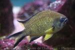 Azores chromis