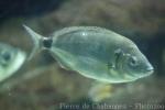 Senegal seabream