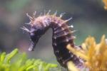 Long-snouted seahorse