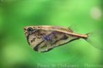 Marbled hatchetfish