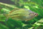 Fly River rainbowfish