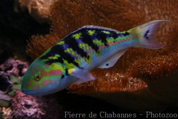 Sixbar wrasse