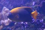 Clarion angelfish