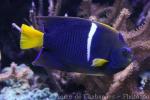 King angelfish