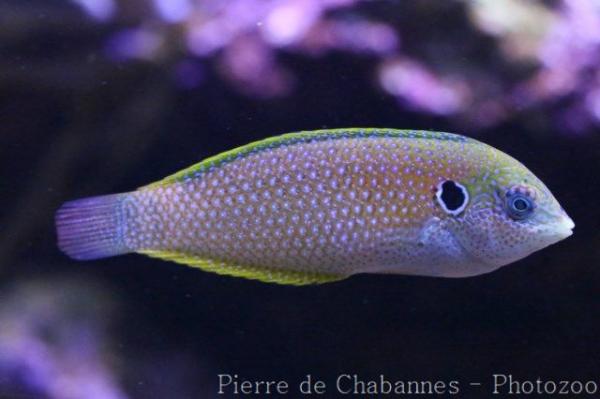 Kuiter's leopard wrasse