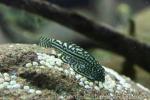 Lined leopard loach