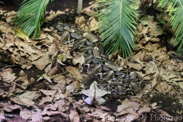 West-African gaboon viper