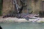 West African crocodile