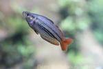 Western rainbowfish