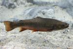 Brook trout