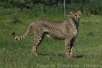 Southern cheetah