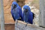 Hyacinth macaw