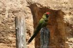 Red-fronted macaw