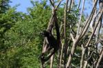 Variegated spider monkey