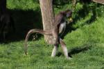 Variegated spider monkey