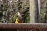 Patagonian conure