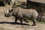 Eastern black rhinoceros