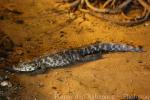 African dwarf crocodile