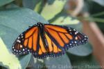 Monarch butterfly