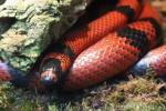 Pacific milksnake