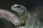 Chinese water dragon