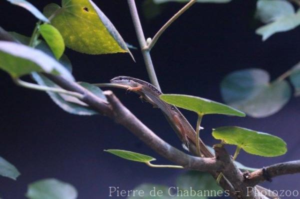 Asian grass lizard