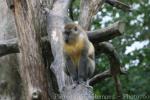 Golden-bellied mangabey