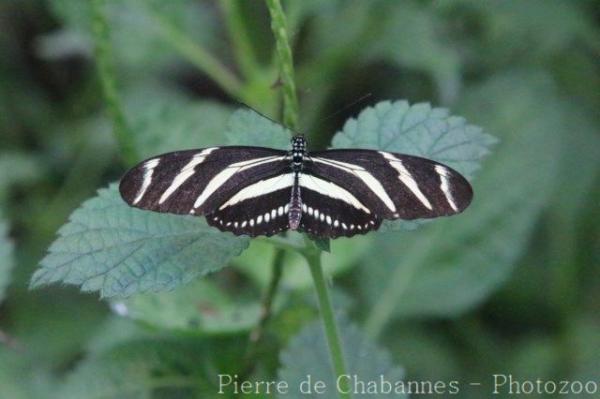 Zebra longwing