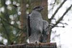 Northern goshawk