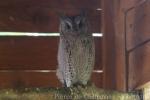 Eurasian scops-owl