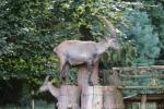 Alpine ibex