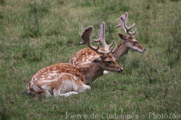 European fallow deer