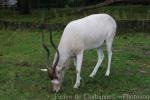 Addax