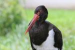 Silesian Zoological Garden