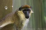 Green monkey