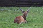 Red lechwe