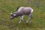 Addax