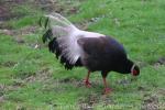 Brown eared-pheasant