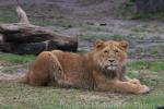 West-African (Asian) lion