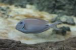 Ocean surgeonfish