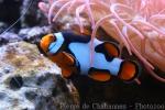 Orange clownfish