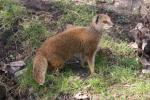 Yellow Mongoose