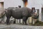 Eastern black rhinoceros