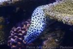 Laced moray