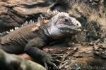 Lesser Antillean iguana