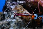 Skunk cleaner shrimp