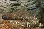 Rio Fuerte beaded lizard